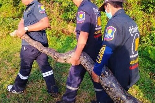 Bắt sống trăn khổng lồ nặng 26kg mắc kẹt trong lưới đánh cá