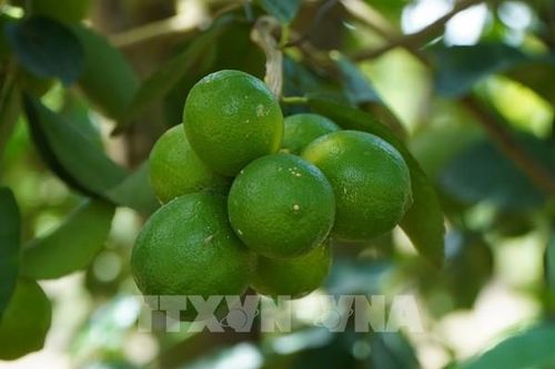 Chanh không hạt 'gõ cửa' thị trường thế giới