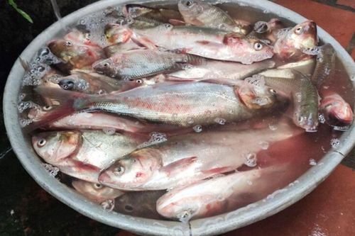 Loại cá bị chê tanh, không ai muốn mua nay là đặc sản miền Tây, kho riềng nghệ ăn 2 chén cơm còn thèm