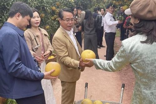 Lễ hội trái cây Bắc Ninh 2025: Tiêu thụ 223 tấn cam, bưởi