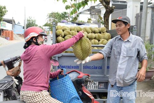 Nông dân Đồng Tháp thu hoạch rộ sầu riêng nghịch vụ