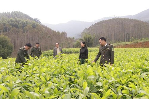 Phát triển sản xuất ở Tuấn Sơn