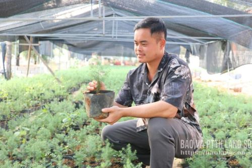 Vạn Linh: Ươm 'gỗ vàng' làng thu tiền tỉ