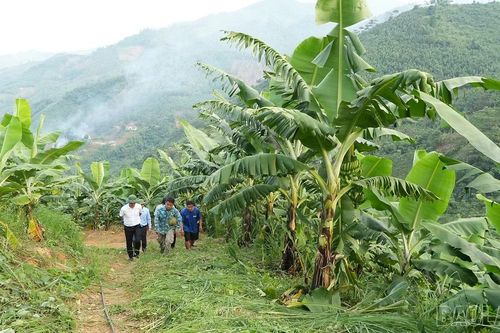 Bảo Yên: Mô hình trồng chuối bước đầu mang lại hiệu quả