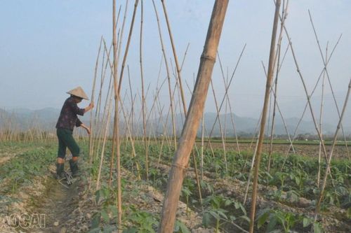 Cầu Thia: Nâng cao giá trị cây trồng vụ đông