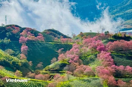Rực rỡ sắc hoa mai anh đào tuyệt đẹp ở Sa Pa
