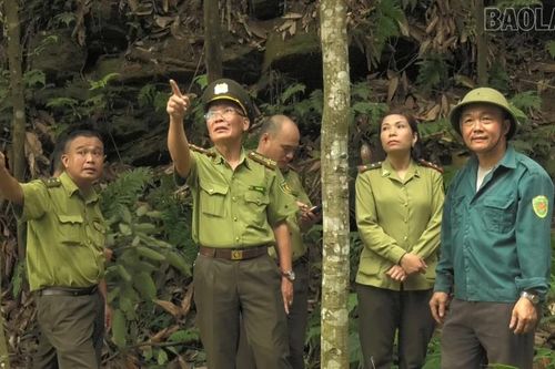 Lào Cai đẩy mạnh cấp mã số vùng trồng rừng nguyên liệu