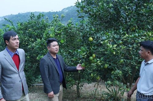 Phúc Khánh: Đẩy mạnh phát triển nông nghiệp hàng hóa, tạo đột phá xây dựng nông thôn mới
