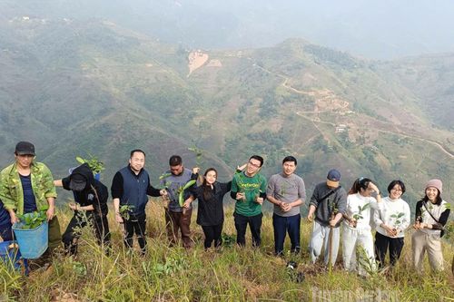100 nghìn cây quế, hồi hỗ trợ người dân vùng cao Khâu Vai
