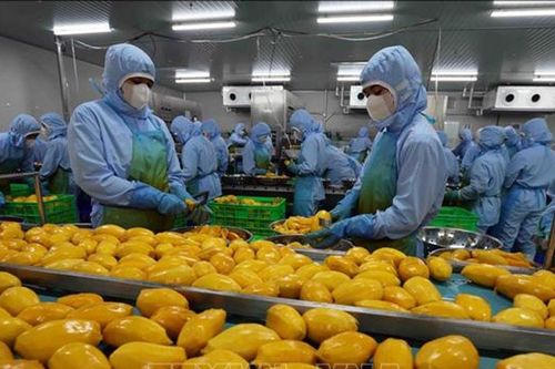 Phát triển cụm công nghiệp chế biến gắn với vùng nguyên liệu