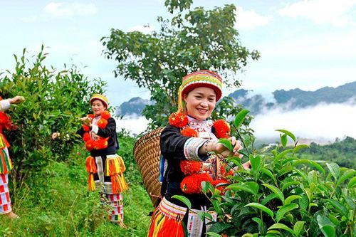 Tuyên Quang: Tháo gỡ khó khăn, hỗ trợ hợp tác xã phát triển