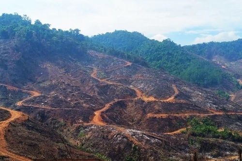 Gần 98ha rừng Gia Lai bị xâm hại: Chuyển hồ sơ qua cơ quan cảnh sát điều tra