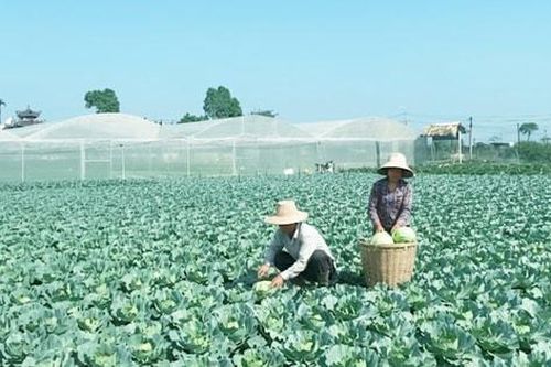 Người tiêu dùng ưa chuộng rau an toàn Văn Đức