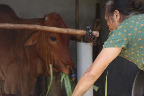 Mô hình tặng bò sinh sản cho hội viên khó khăn giúp nhiều nông dân thoát nghèo