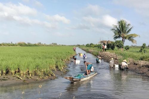 Nông dân Miền Tây thu hoạch 'con tôm ôm cây lúa'