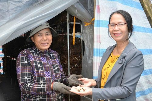 Nông dân Mộ Đức gắn bó với nghề trồng nấm rơm