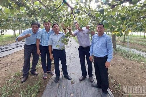 Triển vọng giống táo bom mới TN01 ở Khánh Hòa