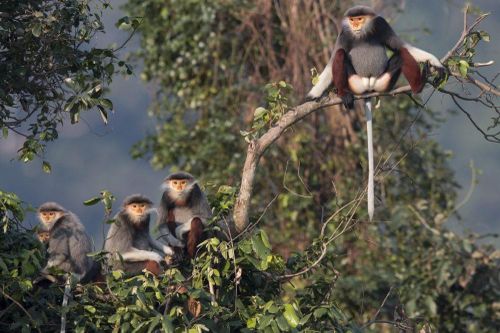 Bảo tồn 'kho báu xanh' của Việt Nam