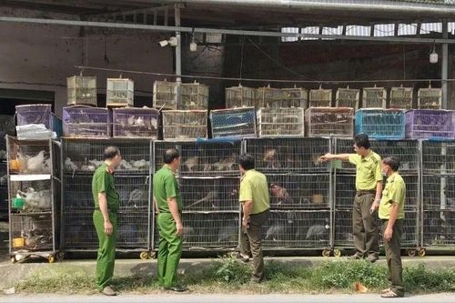 Tạm giữ hơn 1.900 con chim cảnh vì 'không có hồ sơ hợp pháp'