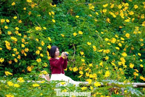 Hoa dã quỳ rực rỡ như Tây Nguyên giữa lòng Hà Nội