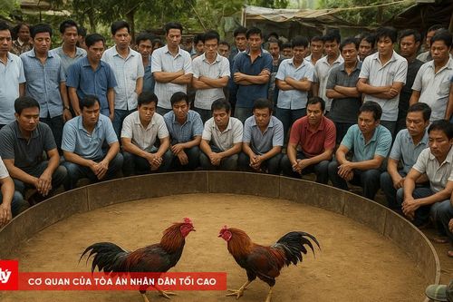 Quản lý trang trại lập sới đá gà để sát phạt