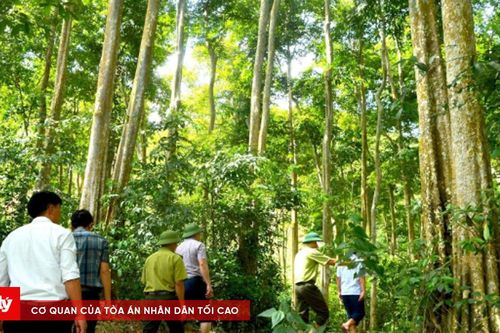 Đột phá từ các chính sách phát triển lâm nghiệp mang lại