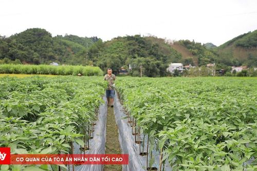 Liên kết sản xuất, con đường đổi đời cho đồng bào dân tộc vùng cao Thái Nguyên