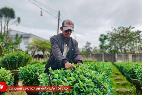 Mưa kéo dài, người trồng hoa cúc lo mất Tết