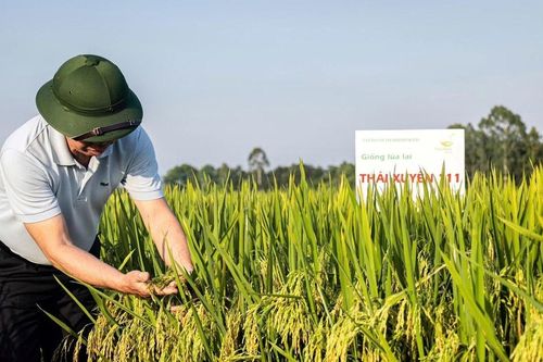 Thái Xuyên 111 - giống lúa ưu việt của vụ Xuân