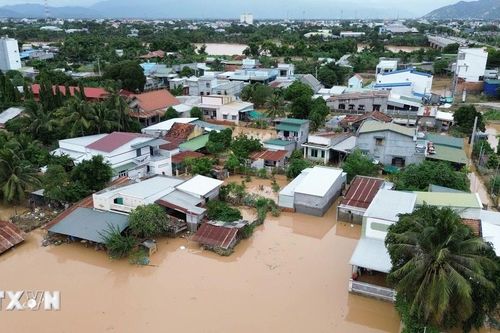 Sau đợt mưa lũ lịch sử, nhiều hộ trồng hoa cúc ở Khánh Hòa mất vui dịp Tết