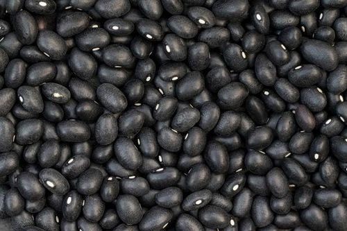 Đột phá chọn tạo giống đậu tương đen chất lượng cao bằng chỉ thị phân tử