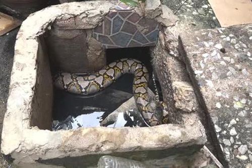 Nhìn ra ngoài vườn, người dân phát hiện cảnh tượng 'nổi da gà'