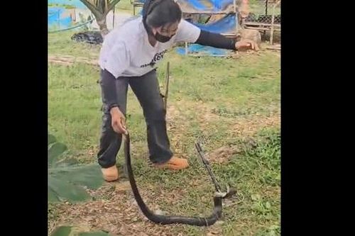Người phụ nữ bắt sống rắn hổ mang chúa dài 1,8 mét