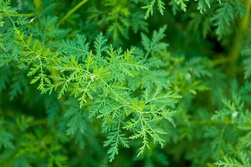 Cỏ hôi hám ở quê, sang nước ngoài là 'mỏ tiền' hơn 700.000đ/kg