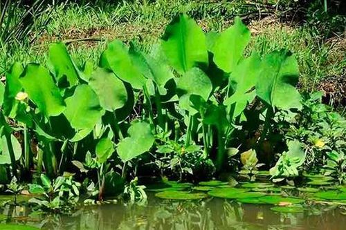 Loài rau dại mọc bờ mương hóa 'mỏ tiền', là đặc sản lạ được săn tìm
