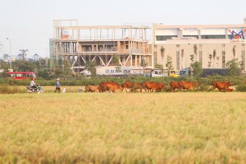 Giữ gìn bản sắc, tạo sinh kế: Hướng phát triển bền vững cho nông thôn Việt