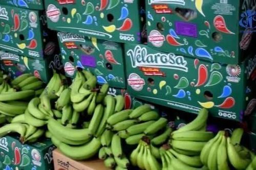 Algeria mời doanh nghiệp Việt Nam tham gia cung cấp chuối quả