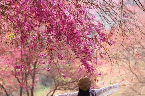 Đồi chè Ô Long Sa Pa: Mùa hoa mai anh đào cuối cùng
