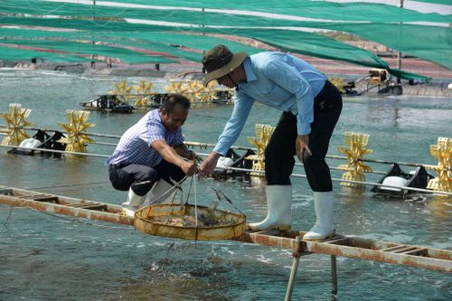 Xã cù lao Tân Phú Đông: Hướng đến sản xuất sinh thái bền vững
