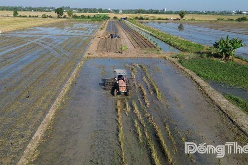 Nông dân khẩn trương xuống giống vụ lúa đông xuân