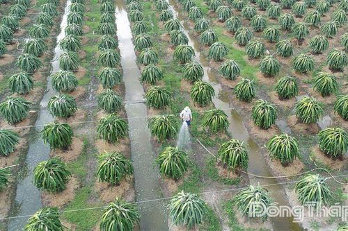 Đồng Tháp: Chủ động phòng, tránh sinh vật gây hại vụ đông xuân