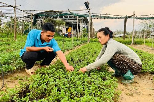 Gia Lai: Khẩn trương khôi phục sản xuất rau xanh sau mưa lũ