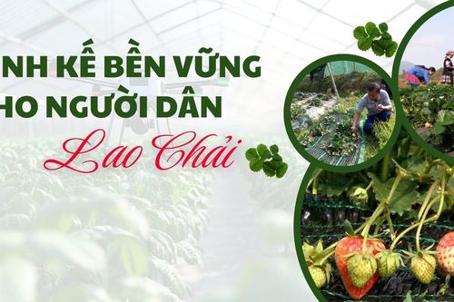 Sinh kế bền vững cho người dân Lao Chải