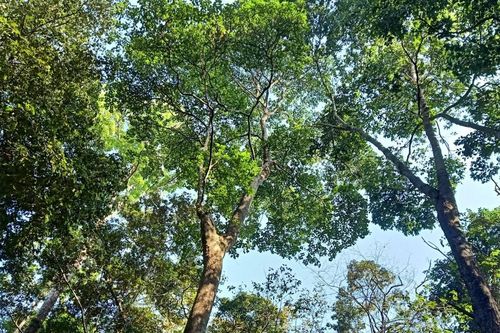 Quyết tâm bảo vệ hơn 1,1 triệu ha rừng