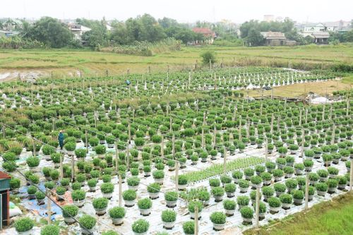Nông dân An Lạc mong mùa hoa Tết trọn vẹn