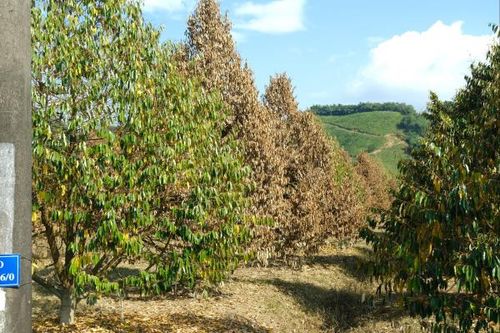 Sầu riêng chết trắng sau ngập lụt ở Lâm Đồng