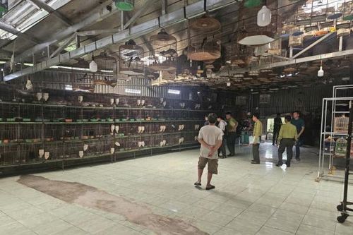 Phát hiện xử lý nhiều cơ sở nuôi nhốt, buôn bán chim hoang dã trái phép