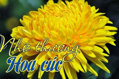 Nhớ thương hoa cúc