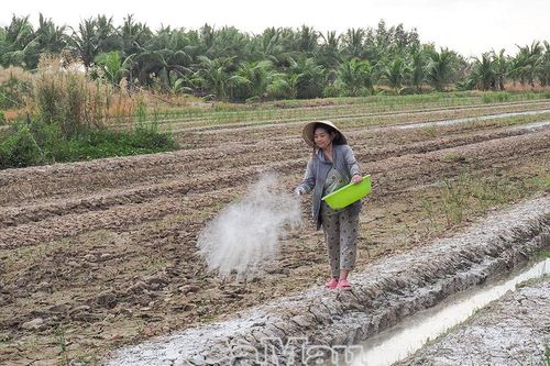 Nông dân vào vụ hoa màu Tết