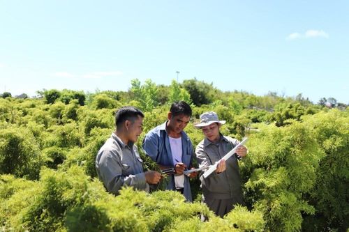 Giải mã hoạt tính sinh học cây Đinh lăng